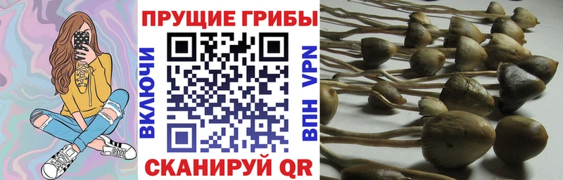 купить закладку  Кстово  Галлюциногенные грибы прущие грибы 
